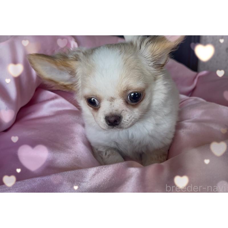 販売中の東京都のチワワ(ロングコート)-422819