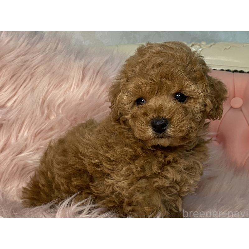 販売中の熊本県のタイニープードル-435734の5枚目