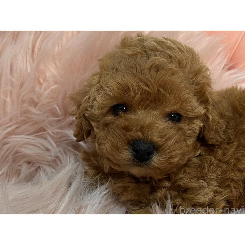 販売中の熊本県のタイニープードル-435734の4枚目