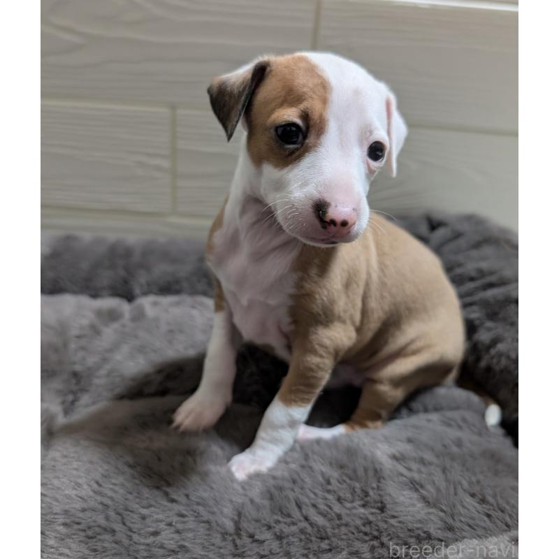 成約済の愛媛県のイタリアングレーハウンド(イタグレ)-435554の3枚目