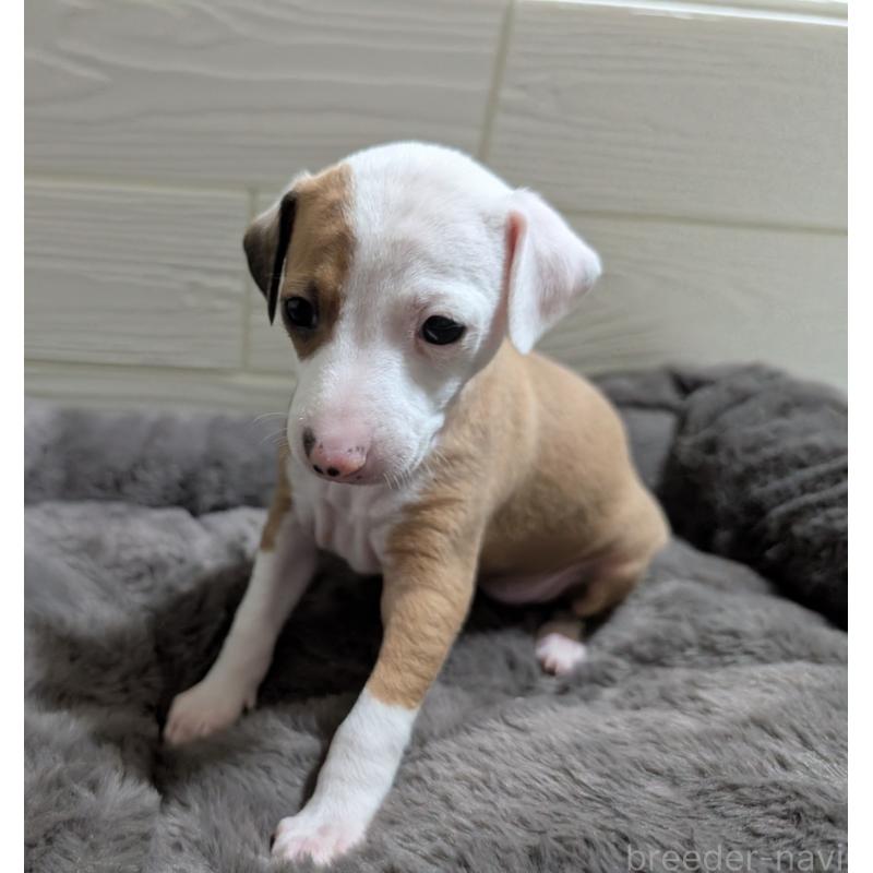 成約済の愛媛県のイタリアングレーハウンド(イタグレ)-435554の2枚目