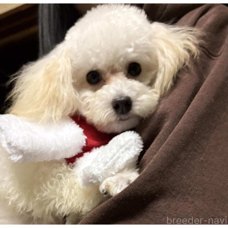 販売中の福岡県のトイプードル-433738の2枚目