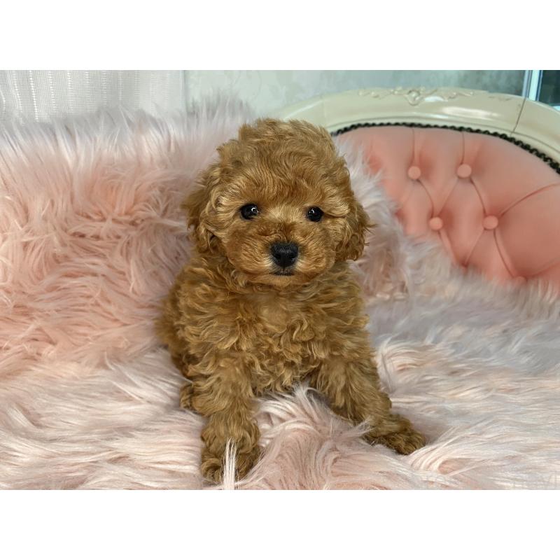 販売中の熊本県のタイニープードル-435734の3枚目