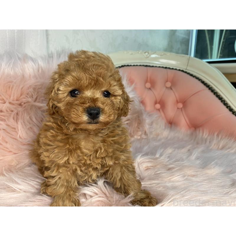 販売中の熊本県のタイニープードル-435734の2枚目