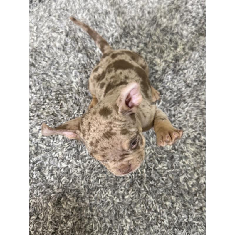 販売中の茨城県のエキゾチックブリー-432913の4枚目