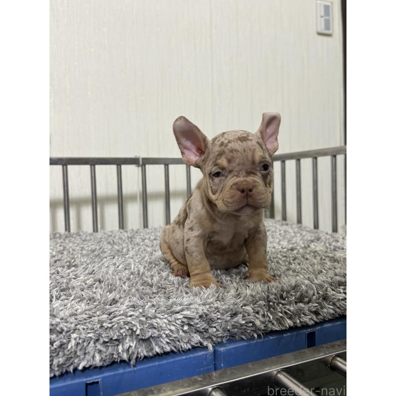 販売中の茨城県のエキゾチックブリー-432913の2枚目