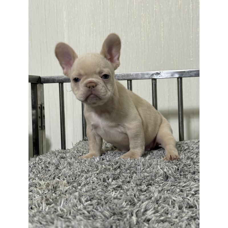 成約済の茨城県のフレンチブルドッグ-432926の5枚目