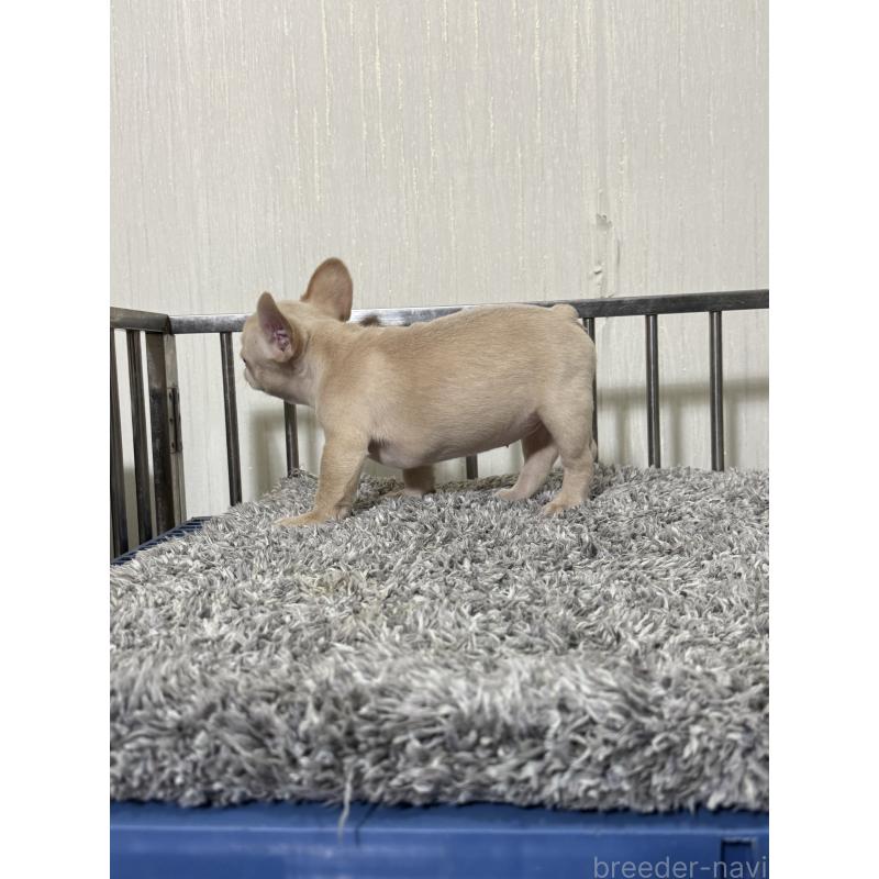 成約済の茨城県のフレンチブルドッグ-432926の4枚目