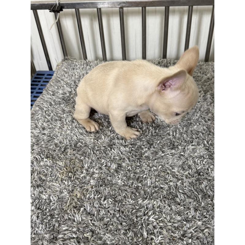 成約済の茨城県のフレンチブルドッグ-432926の3枚目