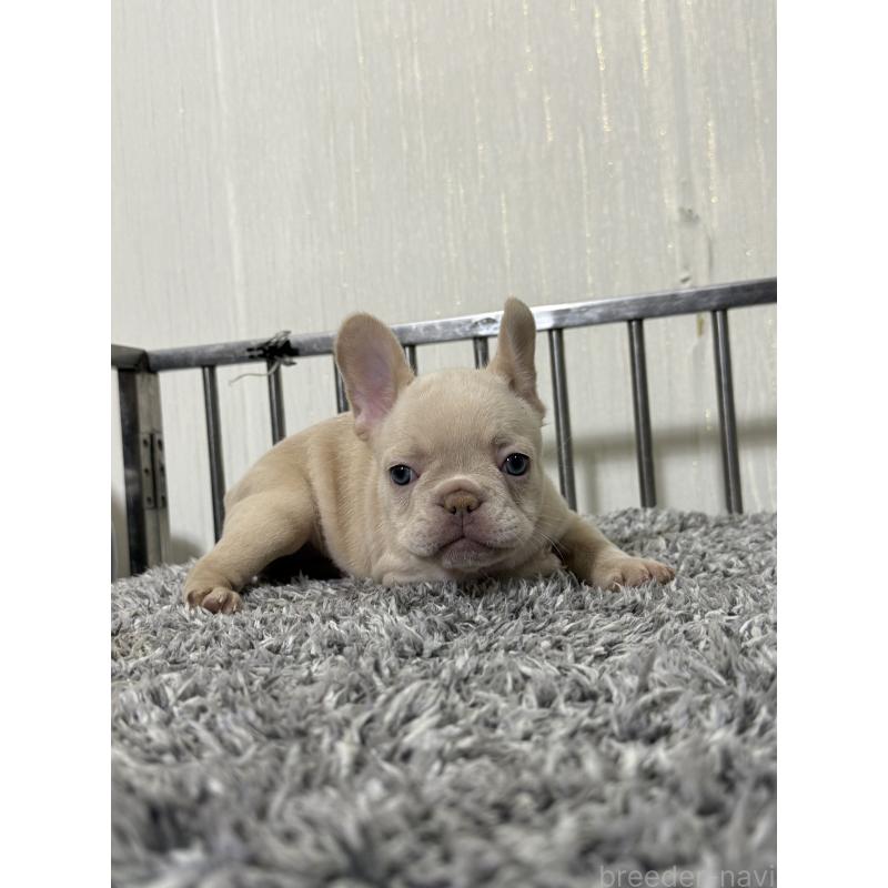 成約済の茨城県のフレンチブルドッグ-432926の2枚目