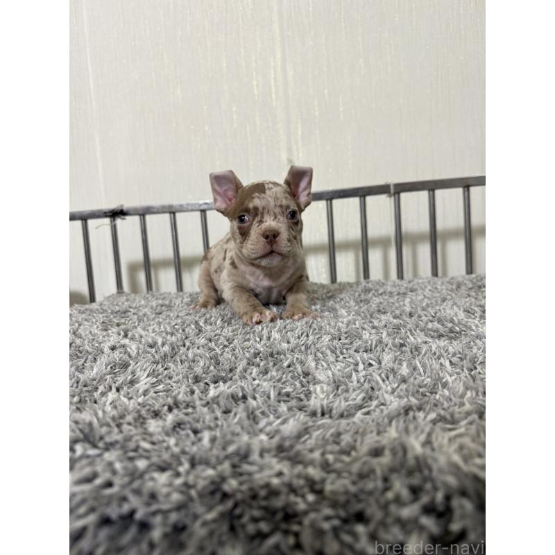 販売中の茨城県のエキゾチックブリー-432918の5枚目