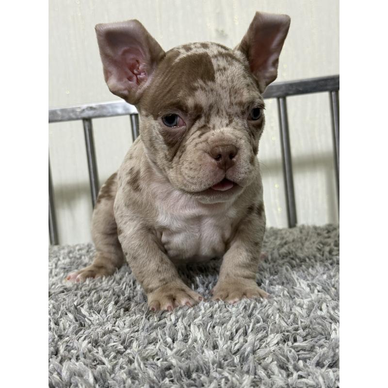 販売中の茨城県のエキゾチックブリー-432918の4枚目