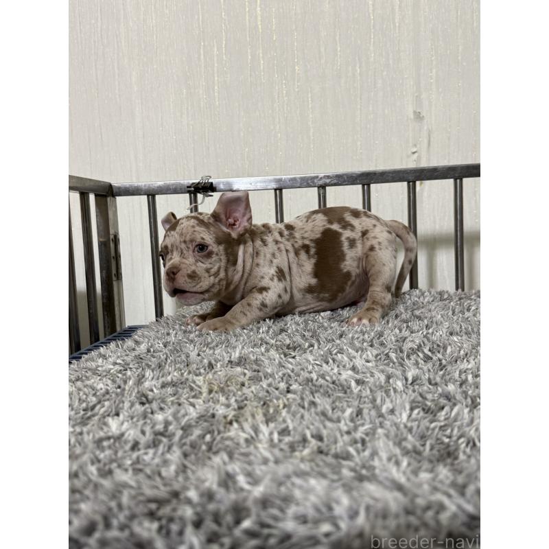 販売中の茨城県のエキゾチックブリー-432918の3枚目