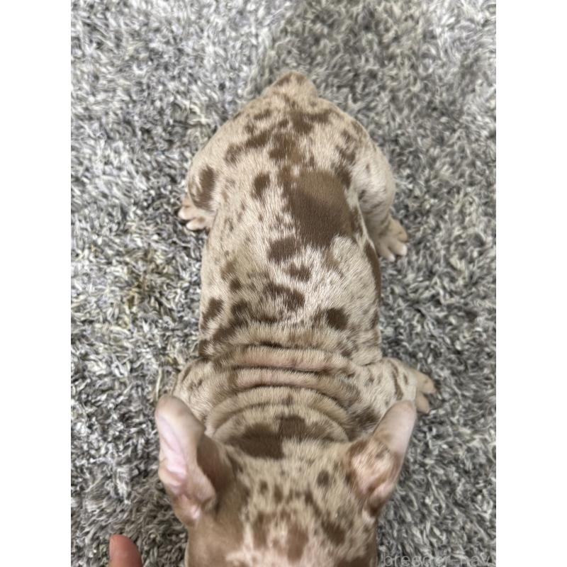 販売中の茨城県のエキゾチックブリー-432918の2枚目