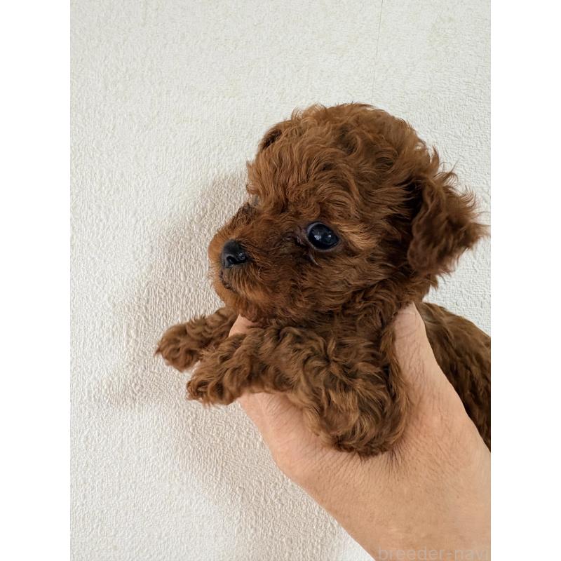 販売中の京都府のトイプードル-435738の2枚目