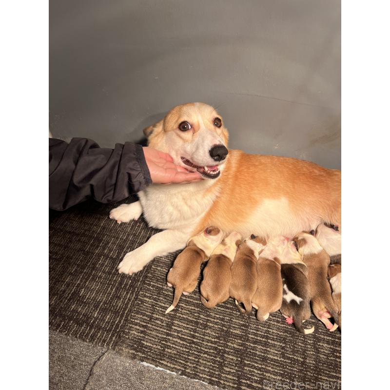 販売中の静岡県のウェルシュコーギーペンブローク-435737の10枚目