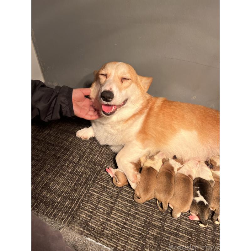販売中の静岡県のウェルシュコーギーペンブローク-435737の8枚目