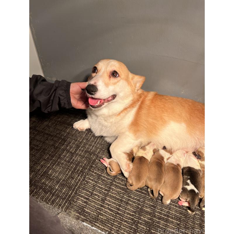 販売中の静岡県のウェルシュコーギーペンブローク-435737の7枚目