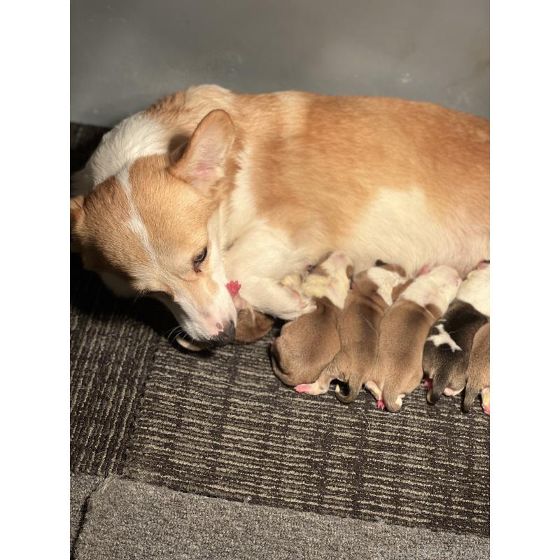販売中の静岡県のウェルシュコーギーペンブローク-435737の4枚目
