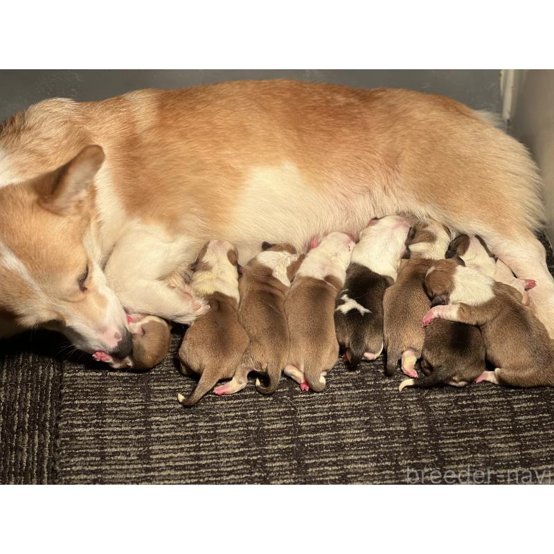 販売中の静岡県のウェルシュコーギーペンブローク-435737の3枚目