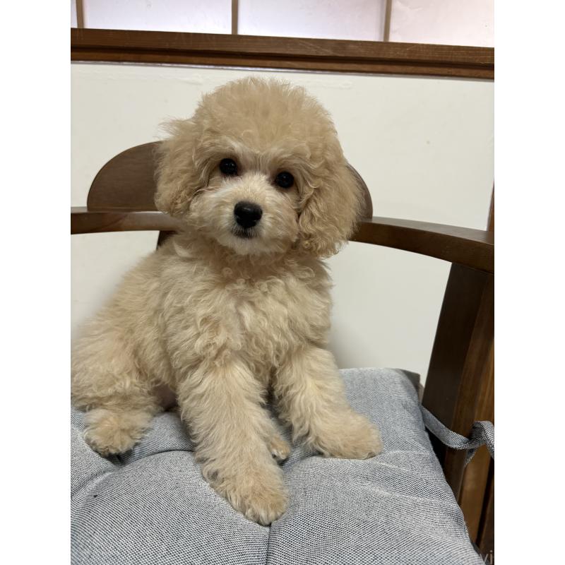 販売中の茨城県のミックス犬-429921の8枚目