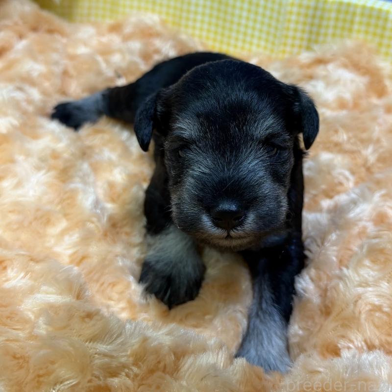 販売中の兵庫県のミニチュアシュナウザー-434837の3枚目