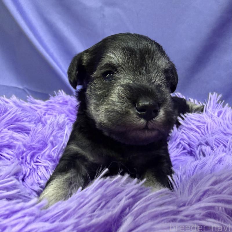 販売中の兵庫県のミニチュアシュナウザー-434837の2枚目