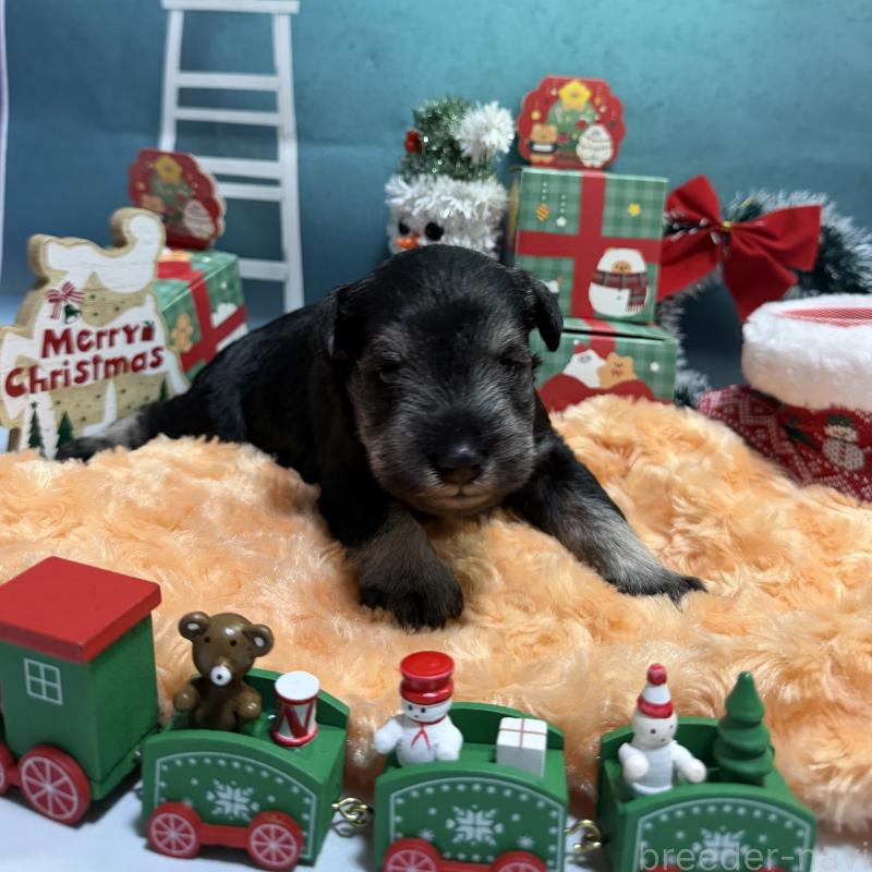 販売中の兵庫県のミニチュアシュナウザー-434837