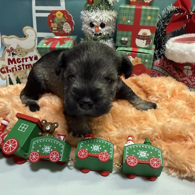 販売中の兵庫県のミニチュアシュナウザー-434834の1枚目