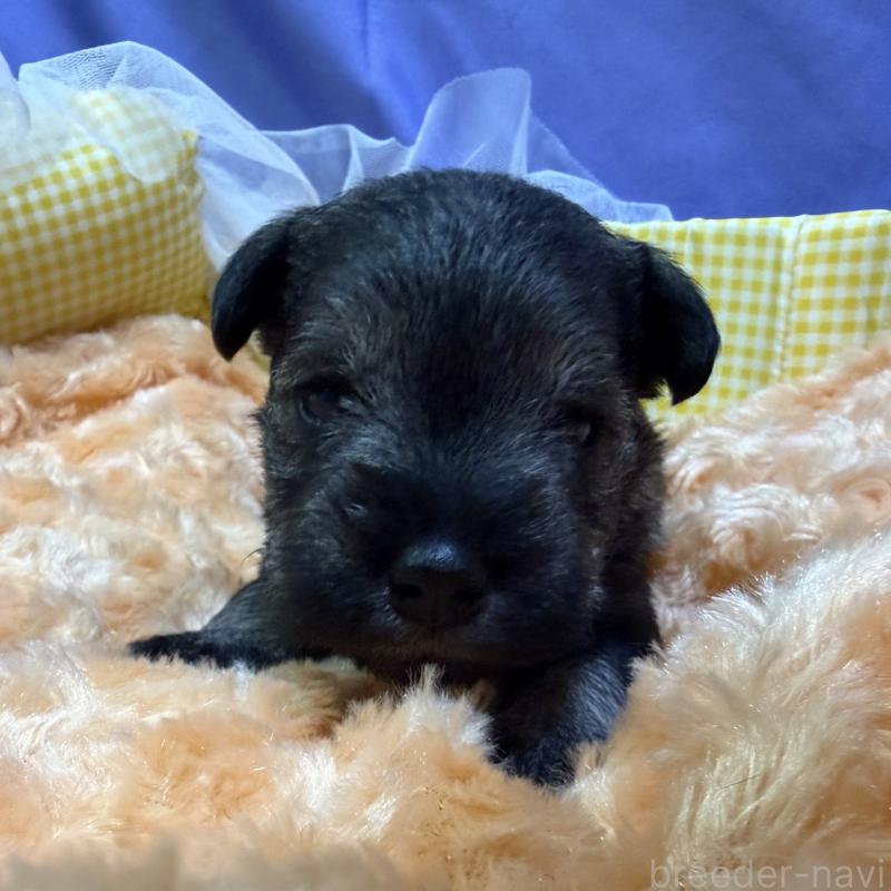 販売中の兵庫県のミニチュアシュナウザー-434834の3枚目