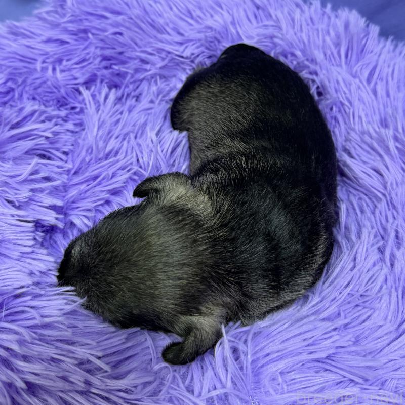 販売中の兵庫県のミニチュアシュナウザー-434834の2枚目