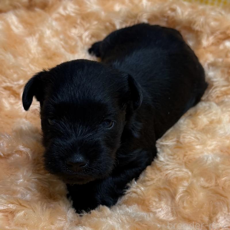 販売中の兵庫県のミニチュアシュナウザー-434828の5枚目