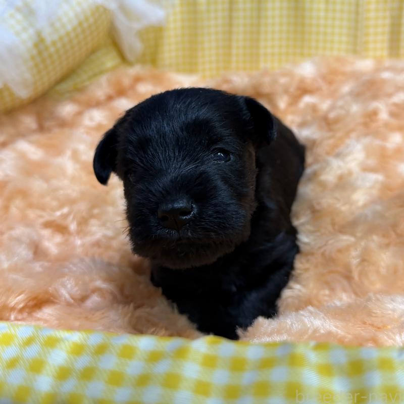 販売中の兵庫県のミニチュアシュナウザー-434828の4枚目