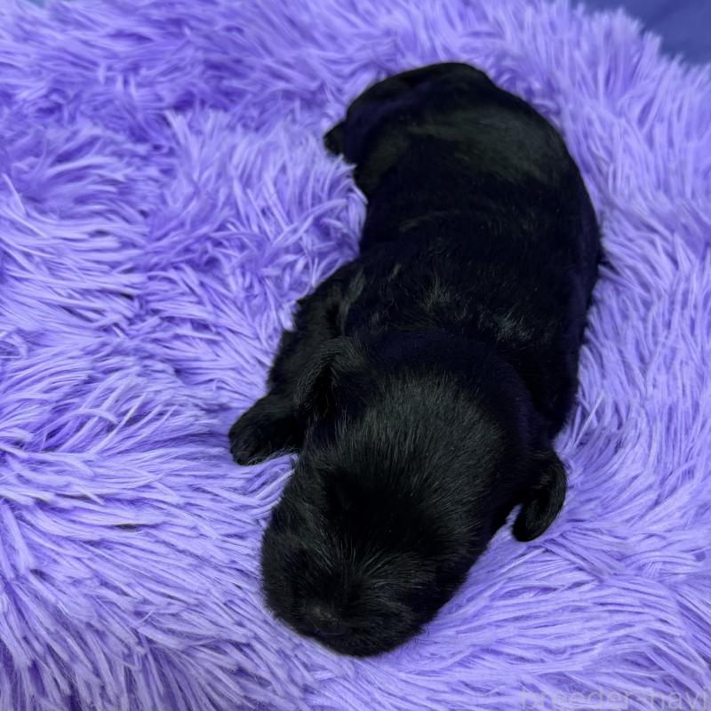 販売中の兵庫県のミニチュアシュナウザー-434828の2枚目