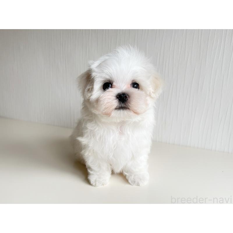 販売中の富山県のマルチーズ-426506の6枚目