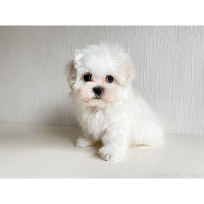 販売中の富山県のマルチーズ-426506の5枚目