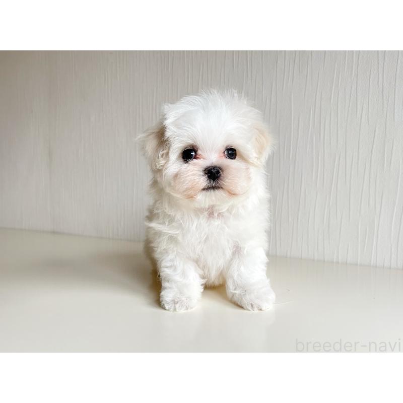 販売中の富山県のマルチーズ-426506の4枚目