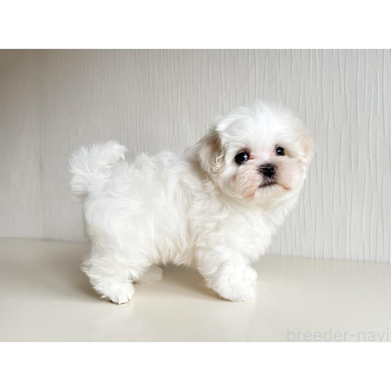 販売中の富山県のマルチーズ-426506の3枚目