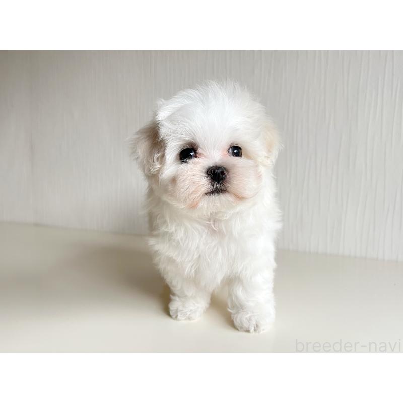 販売中の富山県のマルチーズ-426506の2枚目