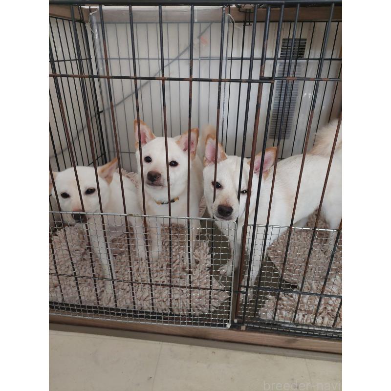 販売中の高知県の豆柴-398306