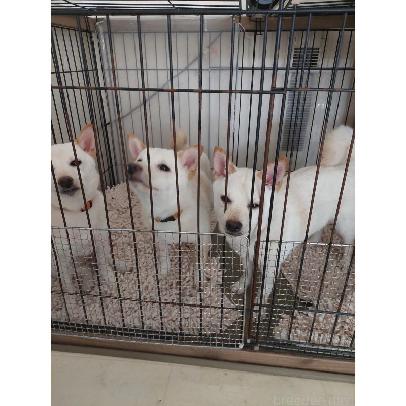 販売中の高知県の豆柴-398306の2枚目