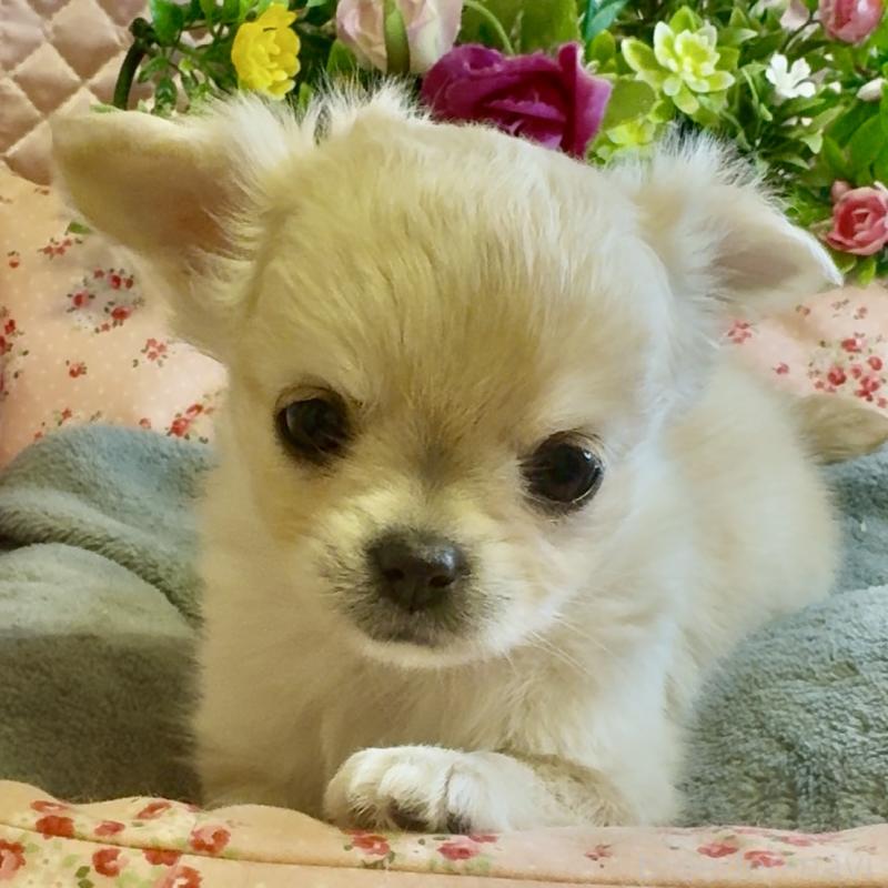 販売中の大阪府のチワワ(ロングコート)-435583の5枚目