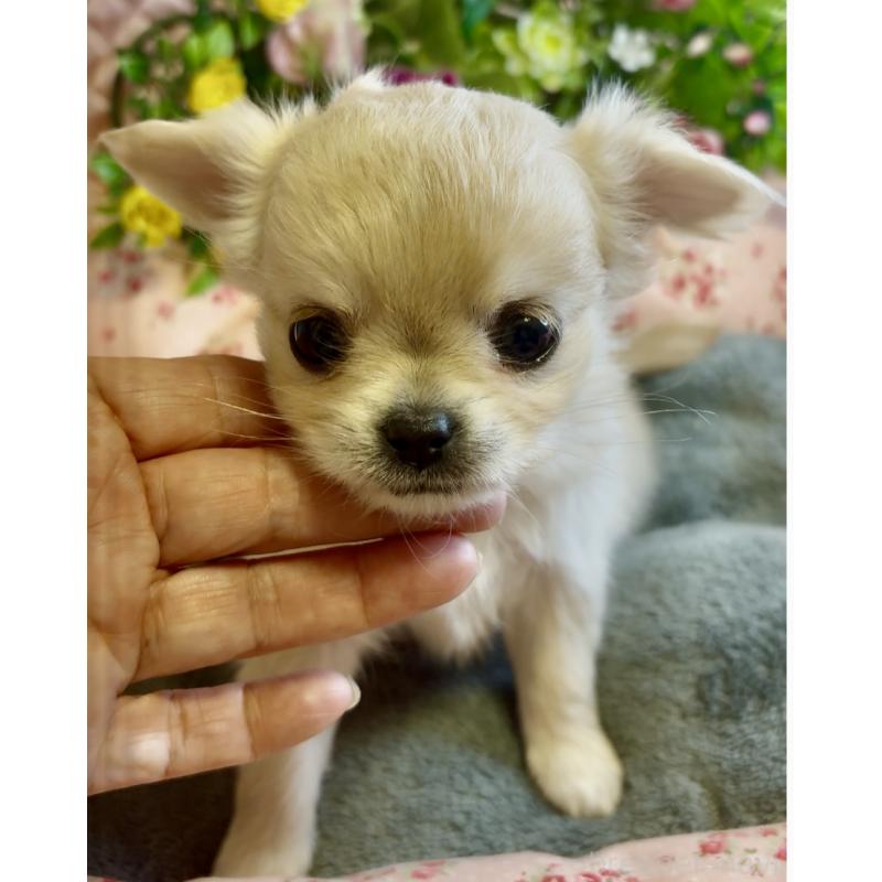 販売中の大阪府のチワワ(ロングコート)-435583の4枚目