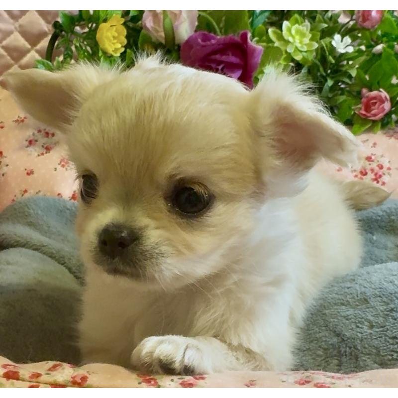 販売中の大阪府のチワワ(ロングコート)-435583の3枚目