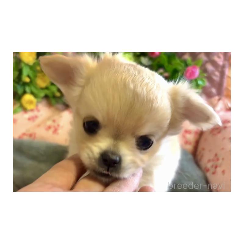 販売中の大阪府のチワワ(ロングコート)-435583の2枚目