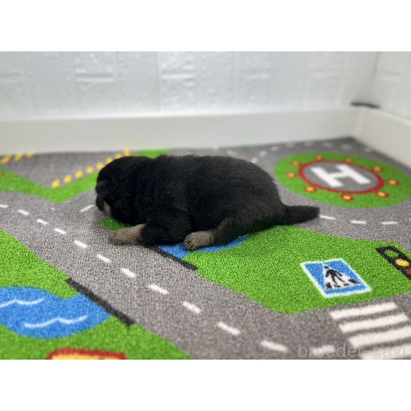 販売中の愛知県の豆柴-435582の6枚目