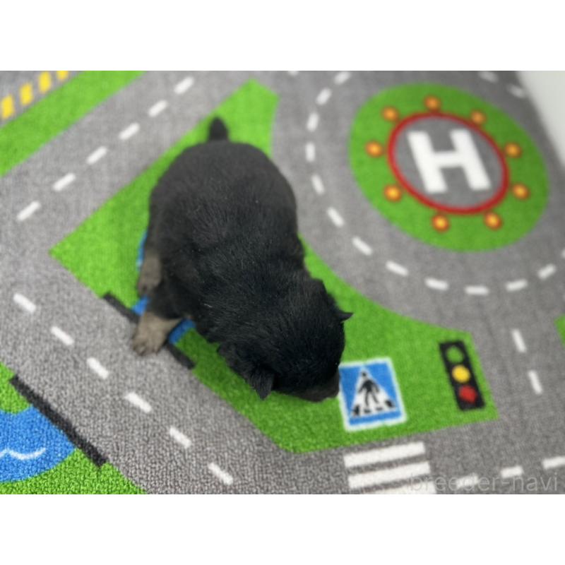 販売中の愛知県の豆柴-435582の5枚目