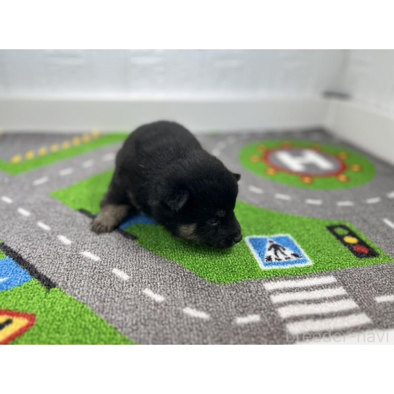 販売中の愛知県の豆柴-435582の4枚目