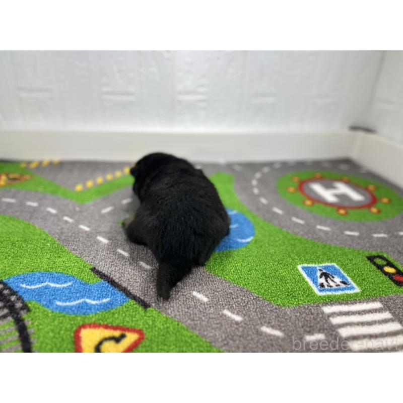 販売中の愛知県の豆柴-435582の3枚目