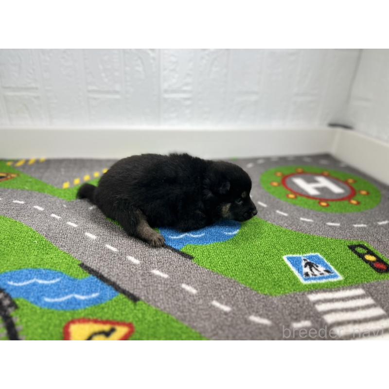 販売中の愛知県の豆柴-435582の2枚目